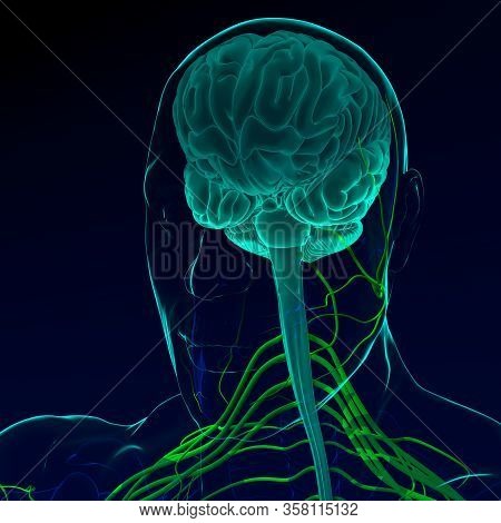 Brain Sends Messages Via The Spinal Cord To Peripheral Nerves Throughout The Body That Serve To Cont
