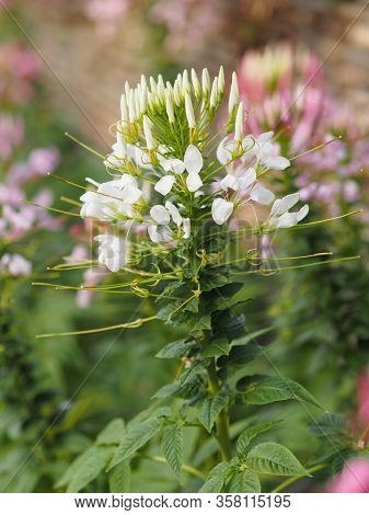 Cleome Hassleriana, Spider Flower, Spider Plant, Pink Queen, Grandfather's Whiskers Species Of Flowe
