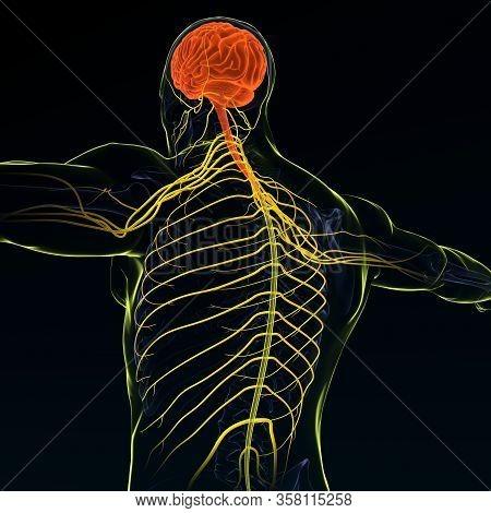 Brain Sends Messages Via The Spinal Cord To Peripheral Nerves Throughout The Body That Serve To Cont