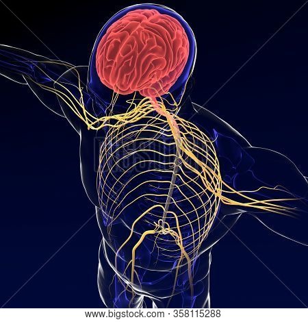 Brain Sends Messages Via The Spinal Cord To Peripheral Nerves Throughout The Body That Serve To Cont