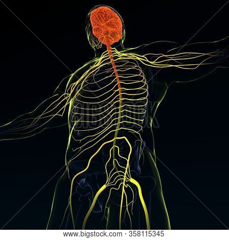 Brain Sends Messages Via The Spinal Cord To Peripheral Nerves Throughout The Body That Serve To Cont