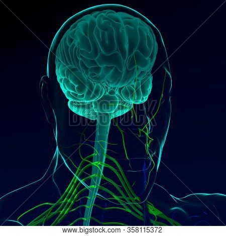 Brain Sends Messages Via The Spinal Cord To Peripheral Nerves Throughout The Body That Serve To Cont