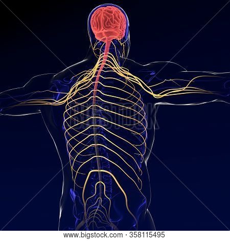 Brain Sends Messages Via The Spinal Cord To Peripheral Nerves Throughout The Body That Serve To Cont