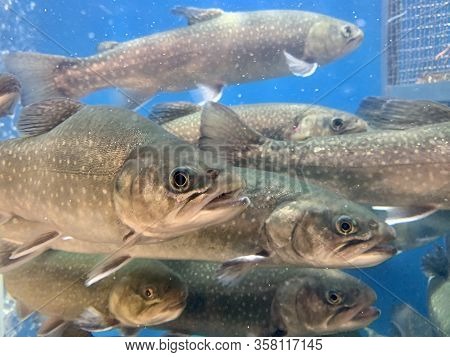 A Lot Of Fish Swims In The Water. Salmon In The Blue Water Of A Grocery Store. Large Aquarium, Salmo