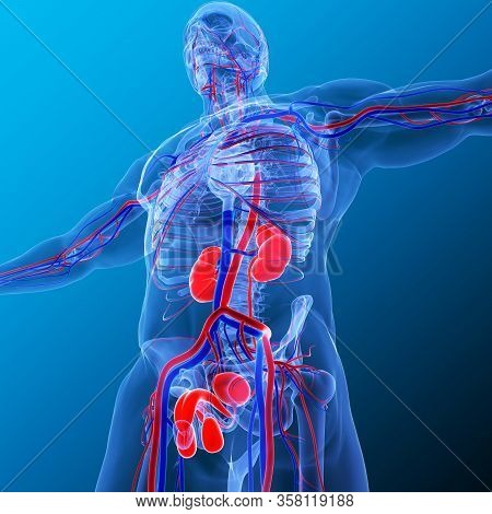 Kidneys Are A Pair Of Organs That Are Found On Either Side Of The Spine, Just Below The Rib Cage In 