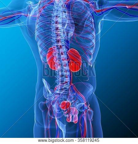 Kidneys Are A Pair Of Organs That Are Found On Either Side Of The Spine, Just Below The Rib Cage In 