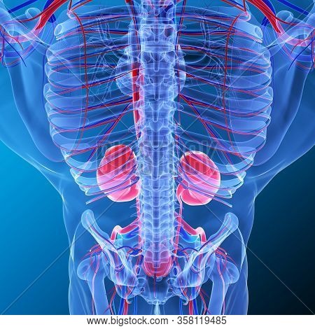 Kidneys Are A Pair Of Organs That Are Found On Either Side Of The Spine, Just Below The Rib Cage In 