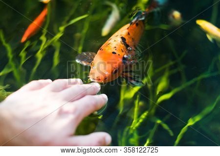 Colourful Kois Fish Eating From Hand Orange And Black