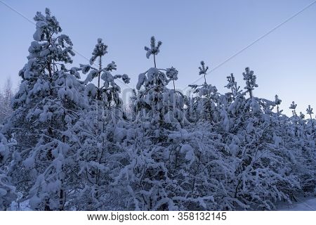Christmas Trees Covered In Snow In Forest On Cold Winter Evening Near Siauliai, Lithuania
