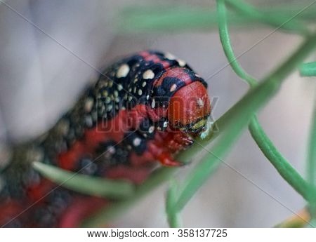 Macro Shot Of A Red Caterpillar Of A Spurge Hawk-moth (hyles Euphorbiae)
