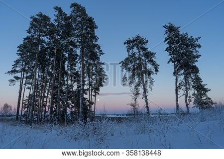 Tall Pine Trees In Cold Snowy Evening. Full Moon Over Fields And Pink Sunset In Rural Lithuania, Nor