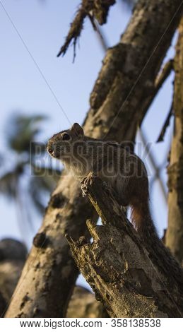 Little Funambulus Palmarumsits On A Tree Branch