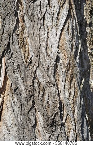 Lombardy Poplar Bark - Latin Name - Populus  Nigraa Var. Italica
