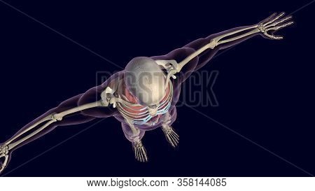 Human Organs And Skeleton Top View 3d Render