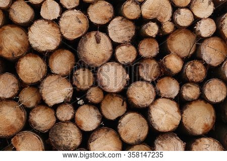 Closeup Of Logs Of Trees In Nature. A Lot Of Cutted Logs