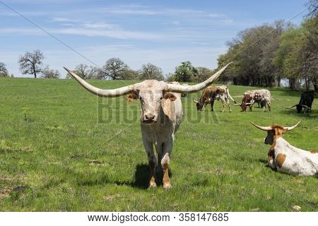 A Large, White And Tan Longhorn Cow Standing In A Pasture And Staring Straight Ahead While Other Cat