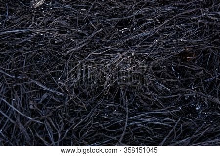 Black background of burnt grass. Texture of charred black grass and gray ash