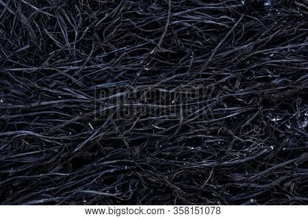 Black Background Of Burnt Grass. Texture Of Charred Black Grass And Gray Ash