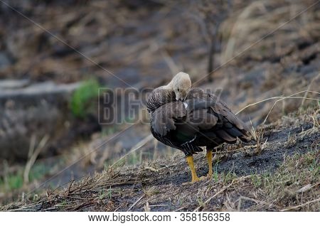Female Upland Goose Chloephaga Picta Preening. Pudeto. Torres Del Paine National Park. Magallanes An