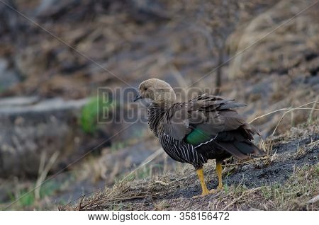 Female Upland Goose Chloephaga Picta. Torres Del Paine National Park. Ultima Esperanza Province. Mag