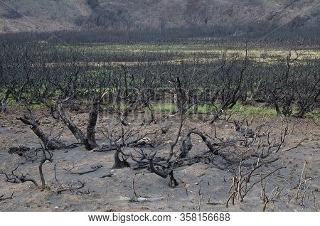 Burned Scrubland In The Forest Fire Of 2011-2012. Torres Del Paine National Park. Ultima Esperanza. 
