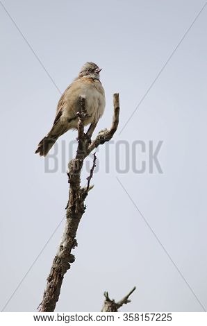 Rufous-collared Sparrow Zonotrichia Capensis Perched On A Tree Branch. Torres Del Paine National Par