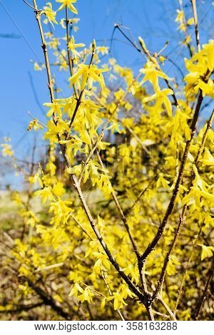 Beautifully Blooming Yellow Tree In Spring And Blue Sky