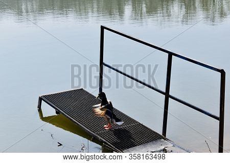 Duck Also Has Its Way Of Life In Spring