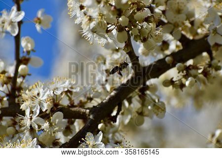 White Blooming Flowers Are Everywhere In Spring