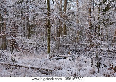 Wintertime Landscape Of Snowy Coniferous Stand
