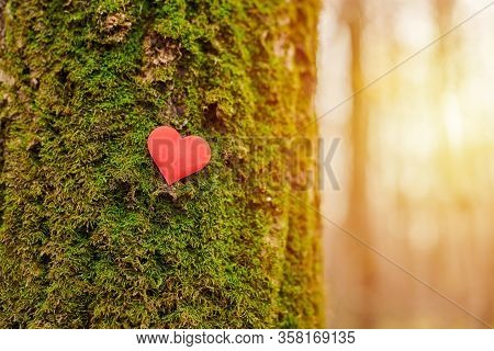 Heart On Tree. Environment Protection Symbol, Copy Space. Deforestation Or Arboriculture Tree Love C