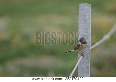 Rufous-collared Sparrow Zonotrichia Capensis Perched On Rope. Otway Sound And Penguin Reserve. Magal