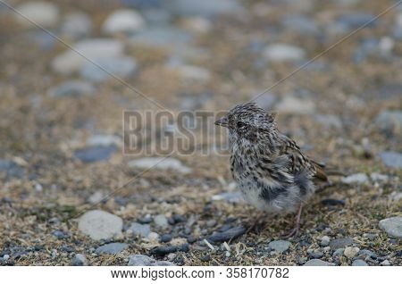 Juvenile Rufous-collared Sparrow Zonotrichia Capensis. Otway Sound And Penguin Reserve. Magallanes. 