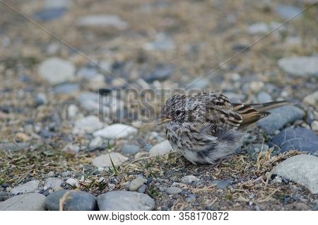 Juvenile Rufous-collared Sparrow Zonotrichia Capensis Calling. Otway Sound And Penguin Reserve. Maga