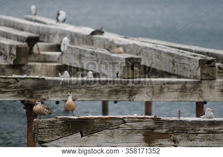 Patagonian Crested Ducks Lophonetta Specularoides Specularoides And Dolphin Gull Leucophaeus Scoresb