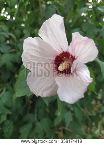 Bright Pink Large Flower Of Purple Hibiscus Hibiscus Rose Sinensis On Green Leaves Natural Backgroun