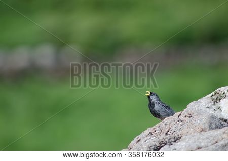Band-tailed Sierra Finch Phrygilus Alaudinus Bipartitus. Male Singing. Putre. Arica Y Parinacota Reg