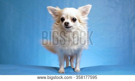 Joyful, Satisfied And Happy White Fluffy Chihuahua Dog Wags Tail And Moves His Ears Isolated On Blue