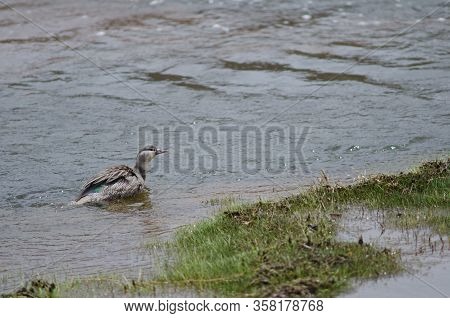 Juvenile Chilean Torrent Duck Merganetta Armata Armata. Lauca River. Lauca National Park. Arica Y Pa