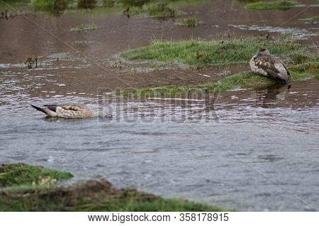 Andean Crested Ducks Lophonetta Specularioides Alticola . Lauca River. Lauca National Park. Arica Y 