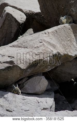 Southern Viscachas Lagidium Viscacia Resting Between Rocks. Las Cuevas. Lauca National Park. Arica Y