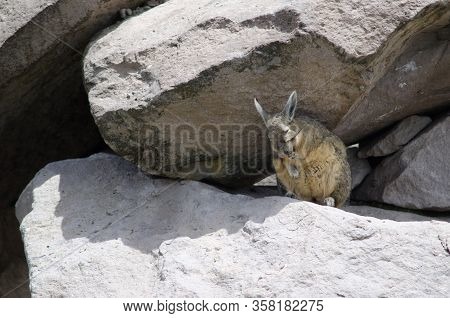 Southern Viscacha Lagidium Viscacia Wiping Coat. Las Cuevas. Lauca National Park. Arica Y Parinacota