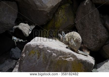 Southern Viscacha Lagidium Viscacia Wiping Coat On A Rock. Las Cuevas. Lauca National Park. Arica Y 