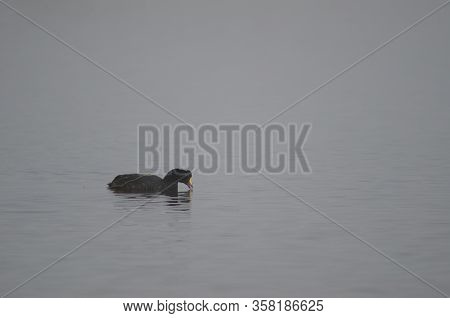 Giant Coot Fulica Gigantea Eating Aquatic Plants. Parinacota. Lauca National Park. Arica Y Parinacot