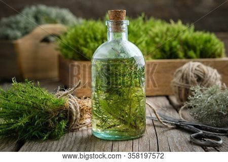 Healthy Tincture Of Moss, Lichen And Juniper. Herbal Medicine.
