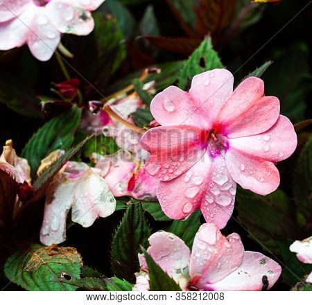 Beautiful Flowers With Dew. Red And Pink.