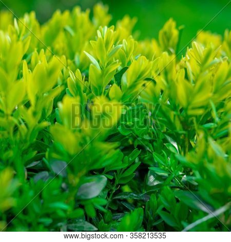 Background For Design With Shrub Leaves. Beautiful Background With Greenery. Nture Background