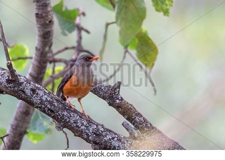 Abyssinian Thrush (turdus Abyssinicus) Is A Passerine Bird In The Family Turdidae. Ethiopia, Gondar,