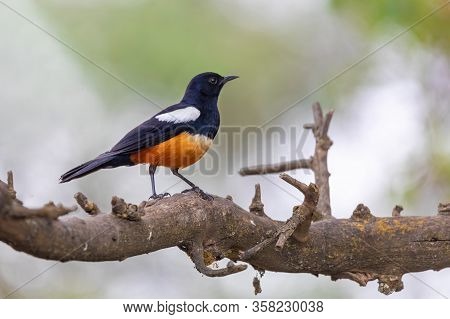 Mocking Cliff Chat On Wooden Log. Mocking Cliff Chat, Thamnolaea Cinnamomeiventrid, Is Perching On S