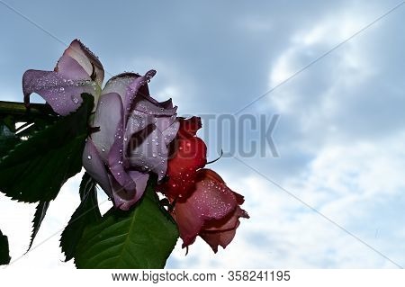 Water Drops On The Colorful Rose Flower